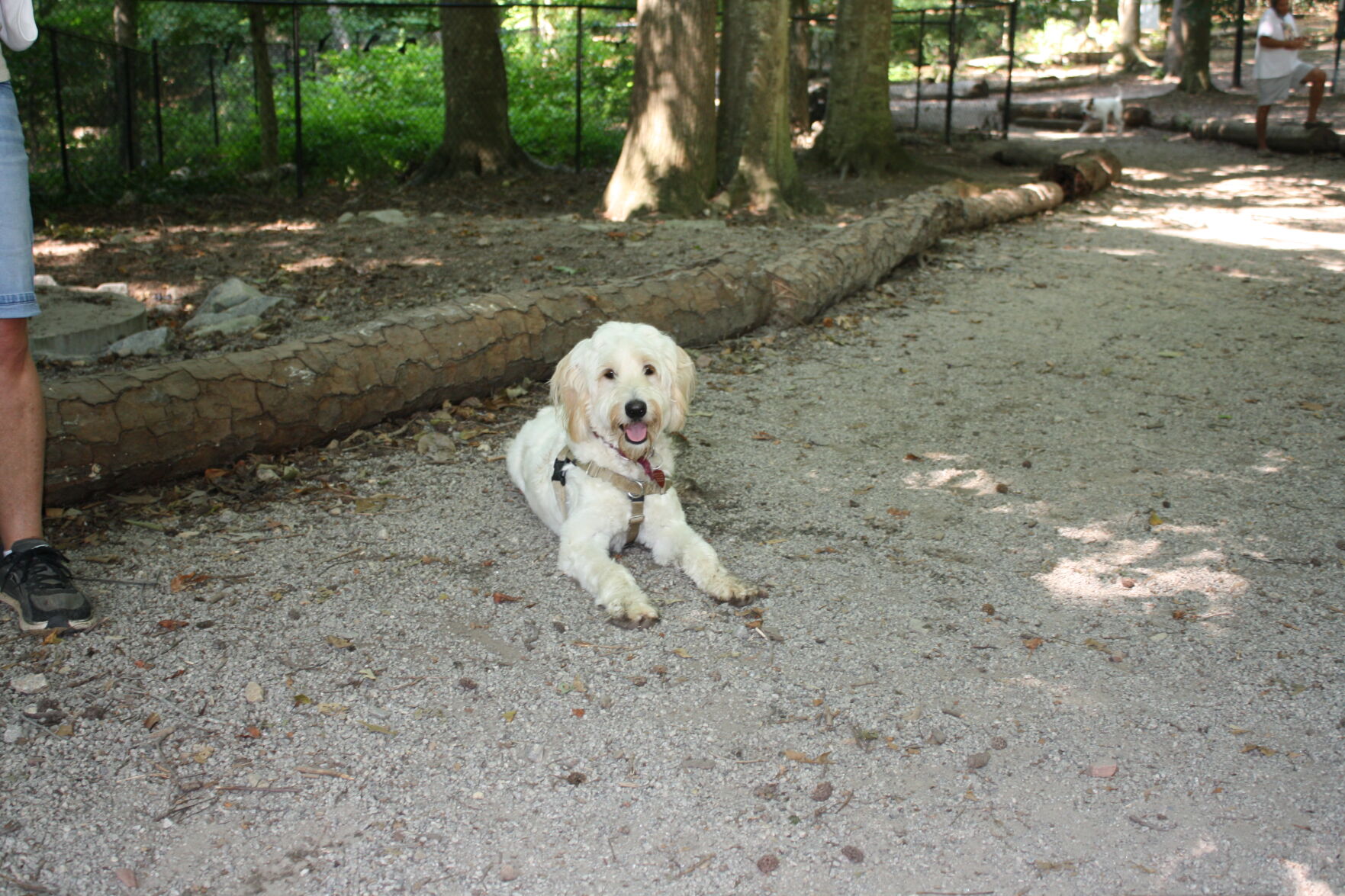 Ellie May Dunwoody Pup